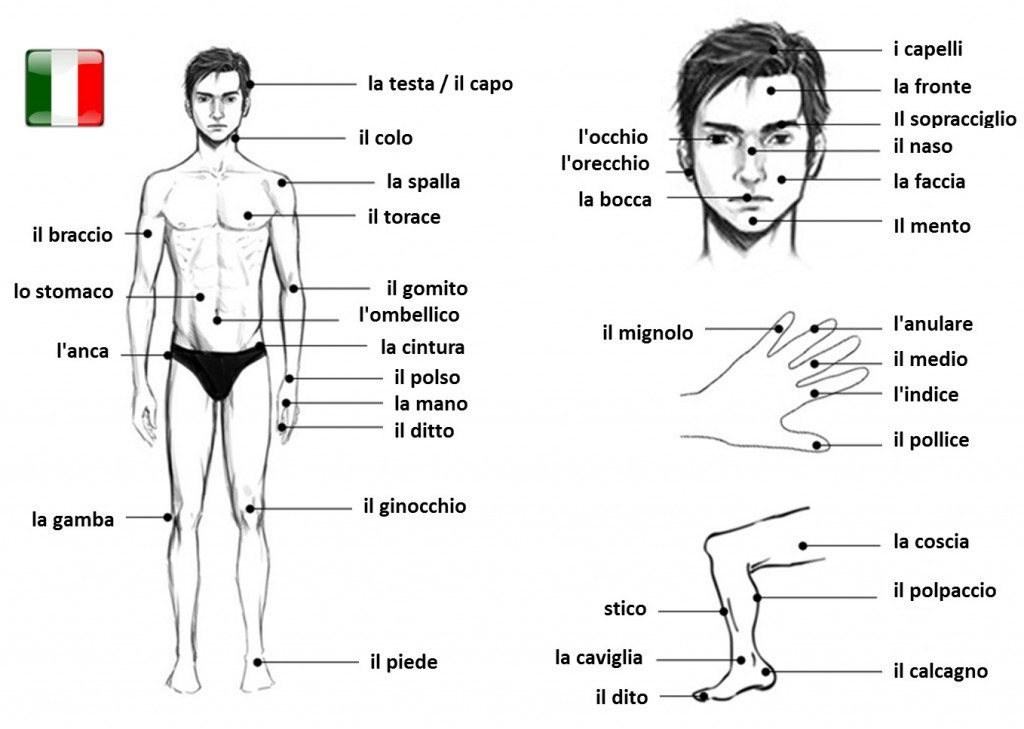 časti tela po taliansky