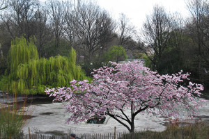 Londýn park