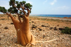 mimozemský strom na ostrove Socotra