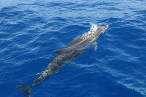 Delfíny Puerto Rico