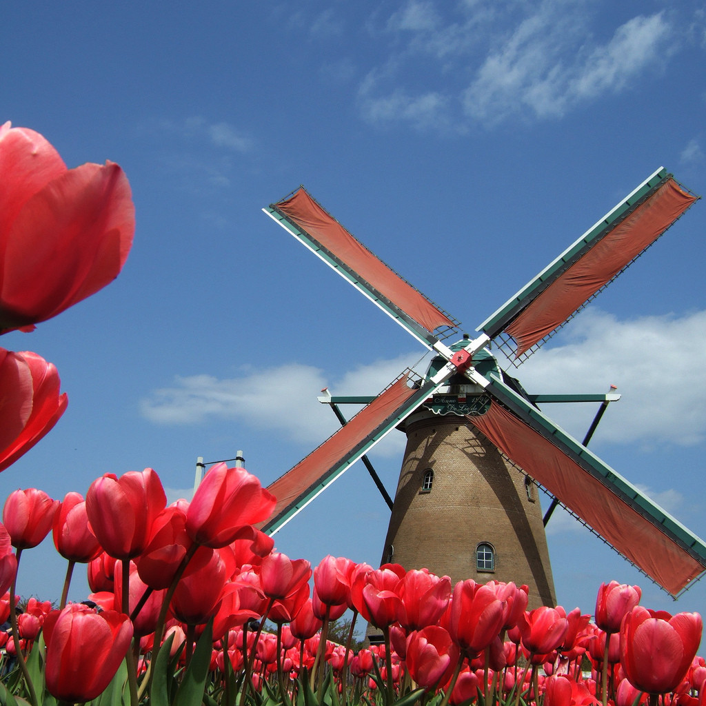 Holandsko - tulipány a veterný mlyn