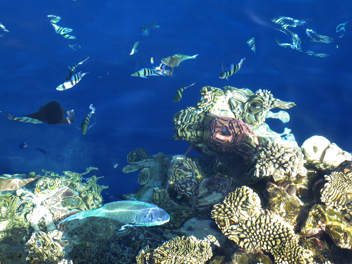 Potápanie a šnorchlovanie v Sharm el Sheikh