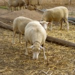 susedove ovečky Alghero