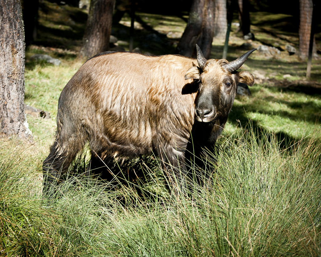 Takin - Bhutánske národné zviera