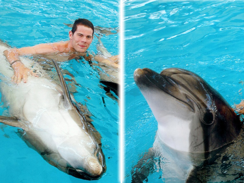 Plávanie s delfínmi