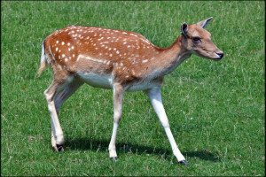 ZOO Bojnice - malá srnka