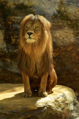 lev v zoo bojnice