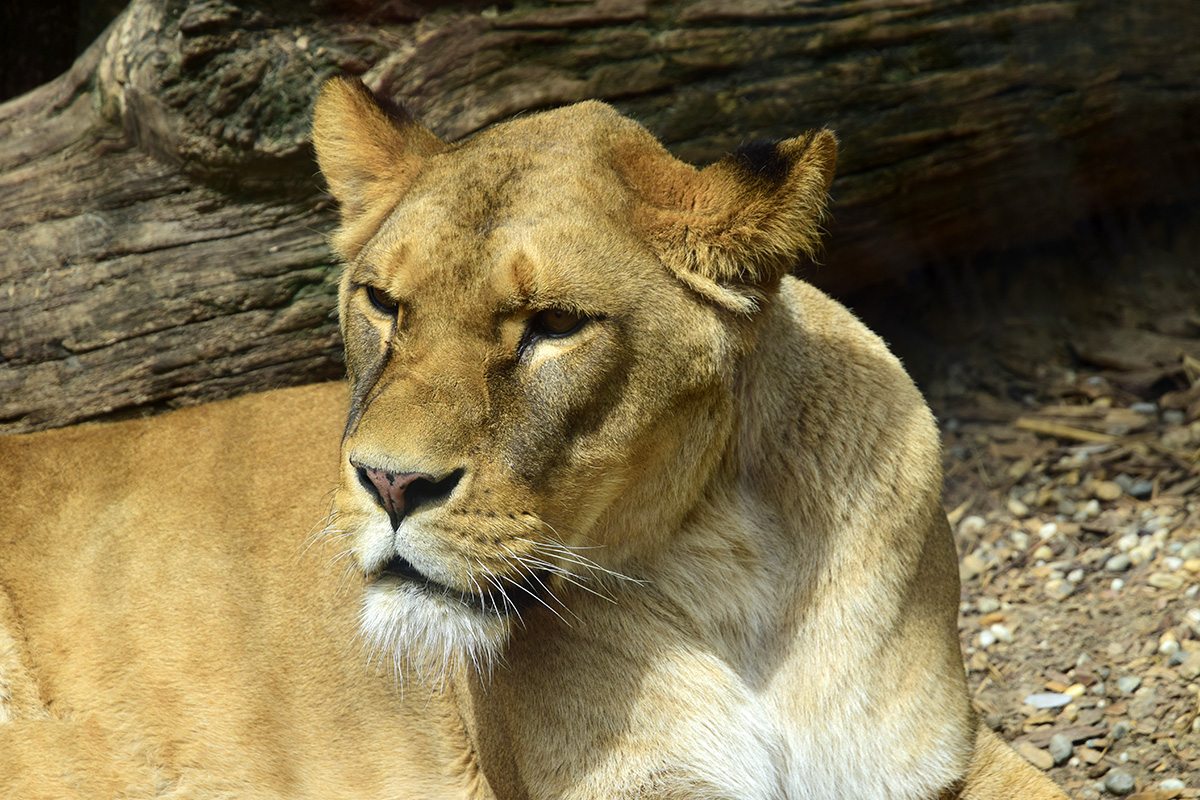 zoo bojnice - levica