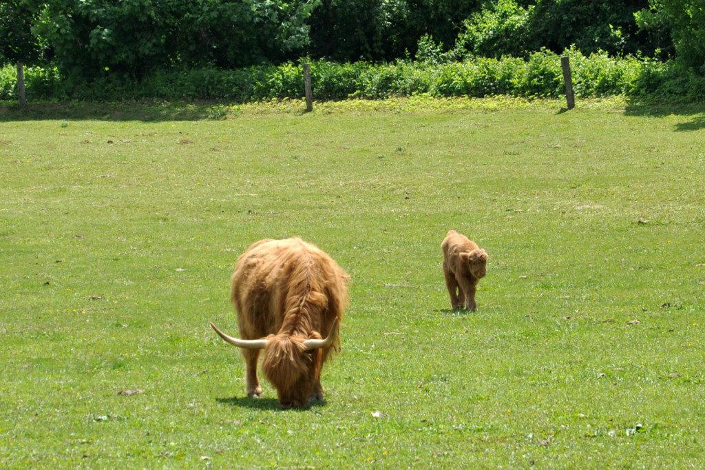 škótsky dobytok - highland cattle