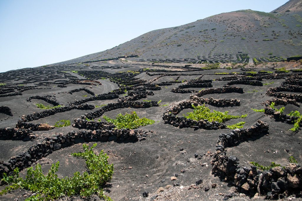 vinohrady La Geria - Lanzarote