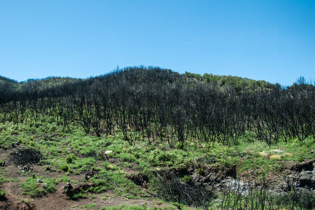 La Gomera - požiar v lesoch