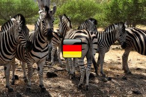 zvieratá po nemecky