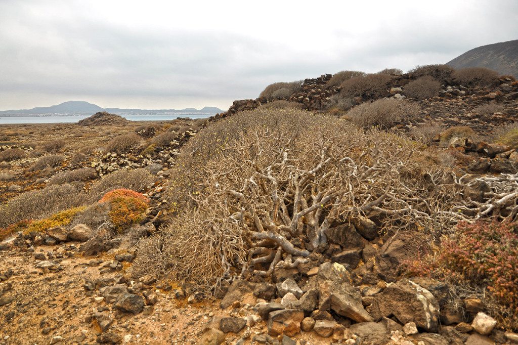 zaujímavé rastliny na isla los lobos