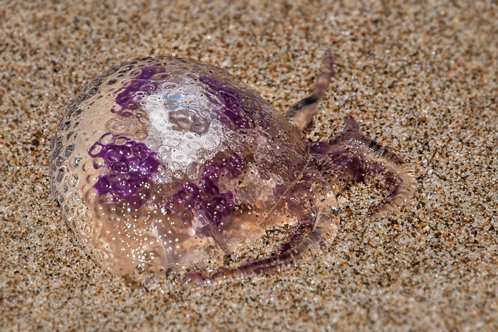 medúza na pláži