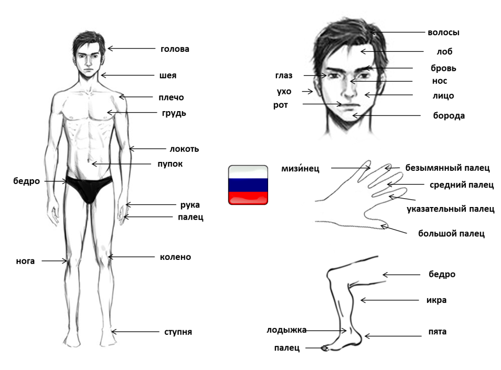 časti tela po rusky - Ruština pre samoukov