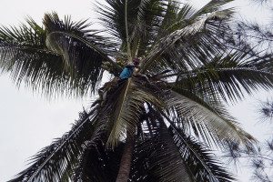 oberanie kokosov z palmy