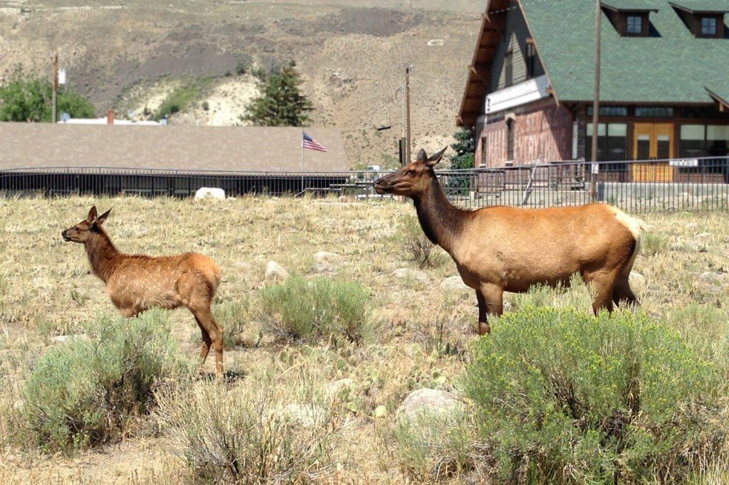 yellowstone elks