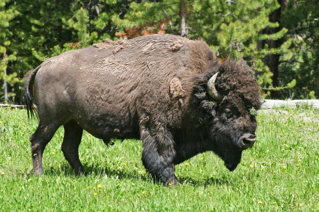 bison