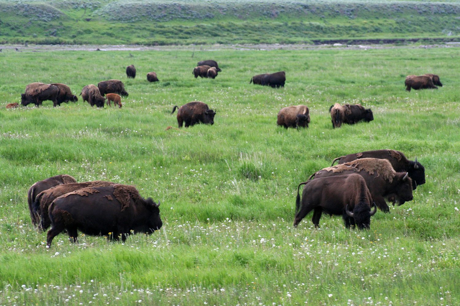 Yellowstone National Park - bisons