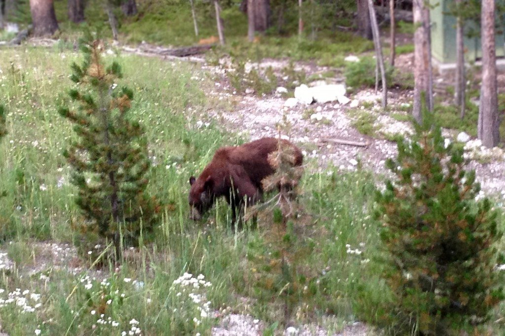 brown bear near hotel