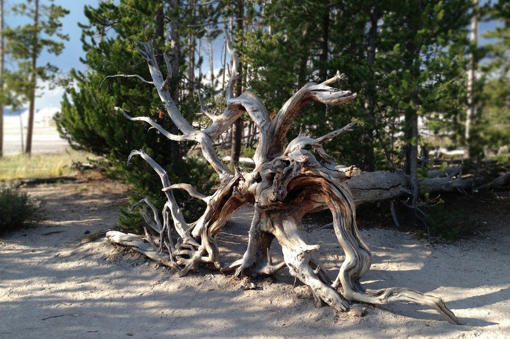 Yellowstone National Park - strange tree