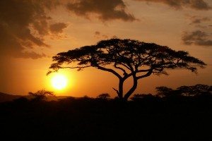 Afrika - západ slnka a africké stromy
