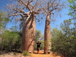 Madagaskar - baobaby