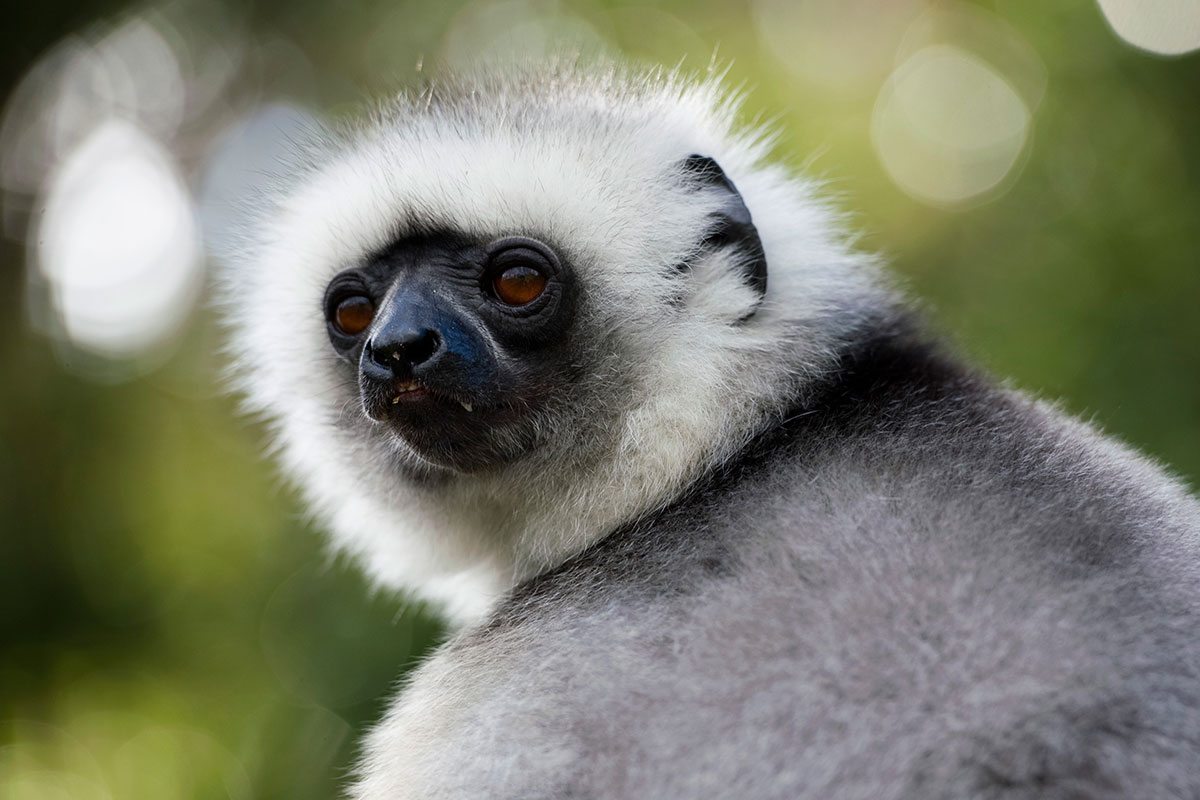 Lemur Sifaka - Madagaskar