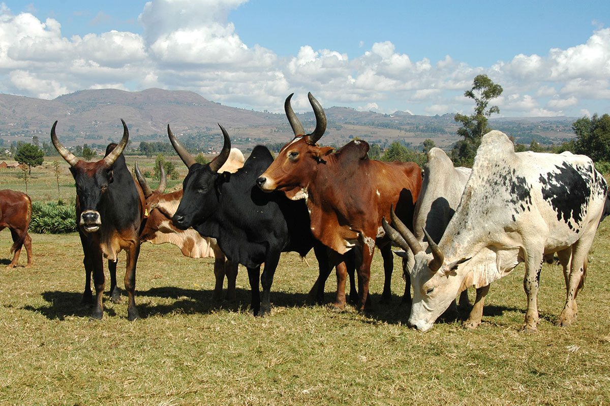dobytok zebu - madagaskar