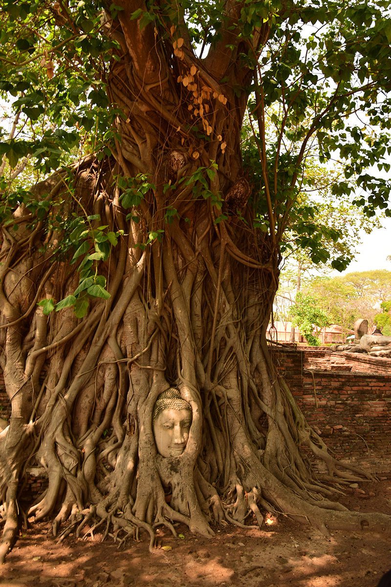 Budha v strome