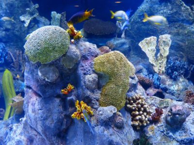koralové útesy