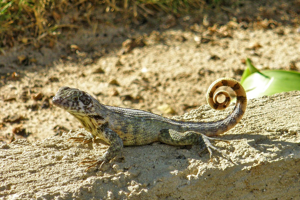 varadero jašterica