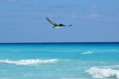 Cancún - pelikán