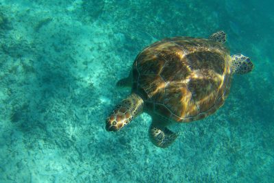 Morské Korytnačky v Tulum