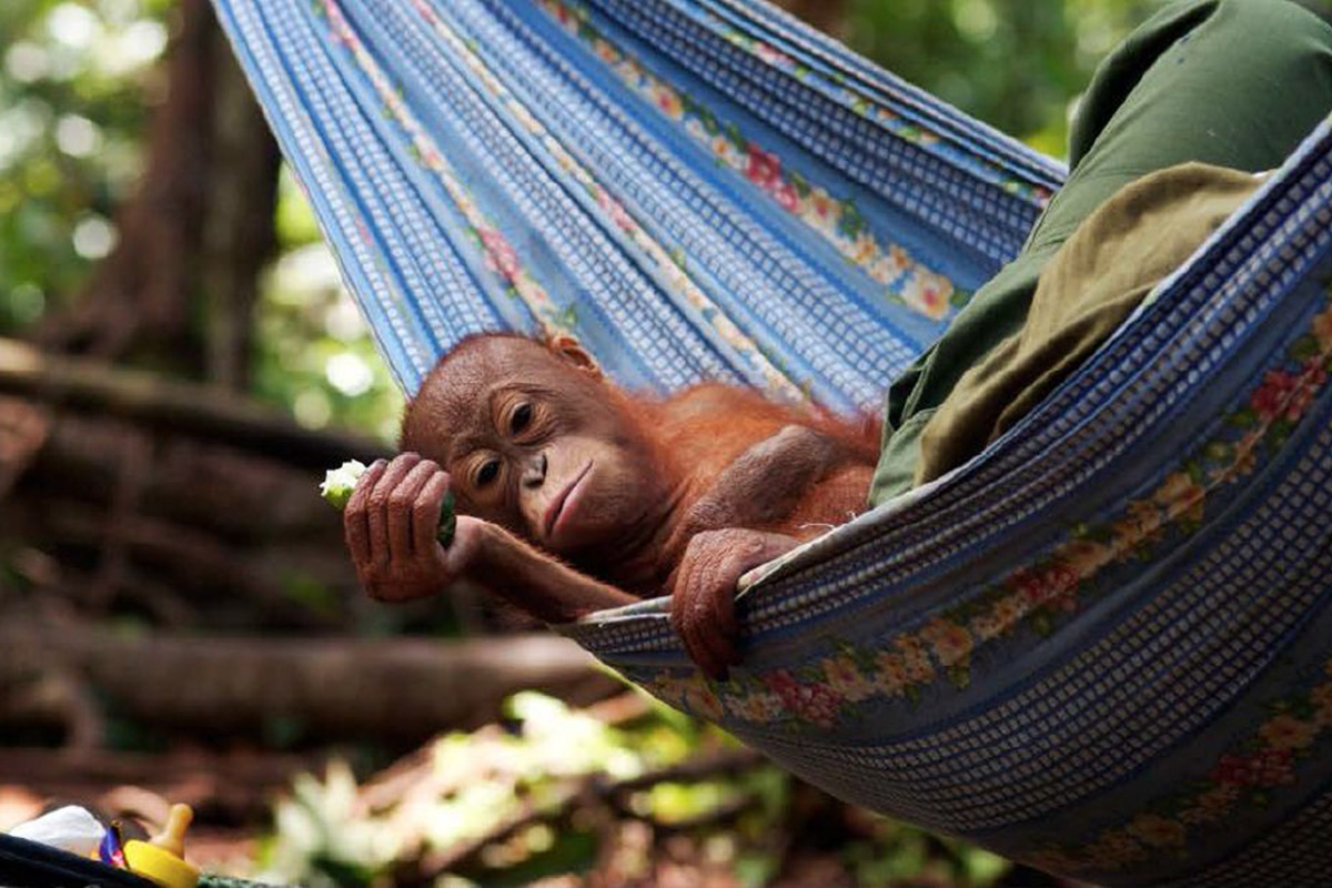 orangutany na Borneo