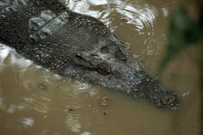 Krokodíl na ostrove Borneo