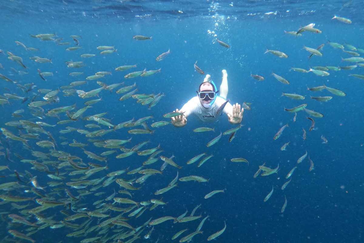 sardinky Moalboal, Cebu