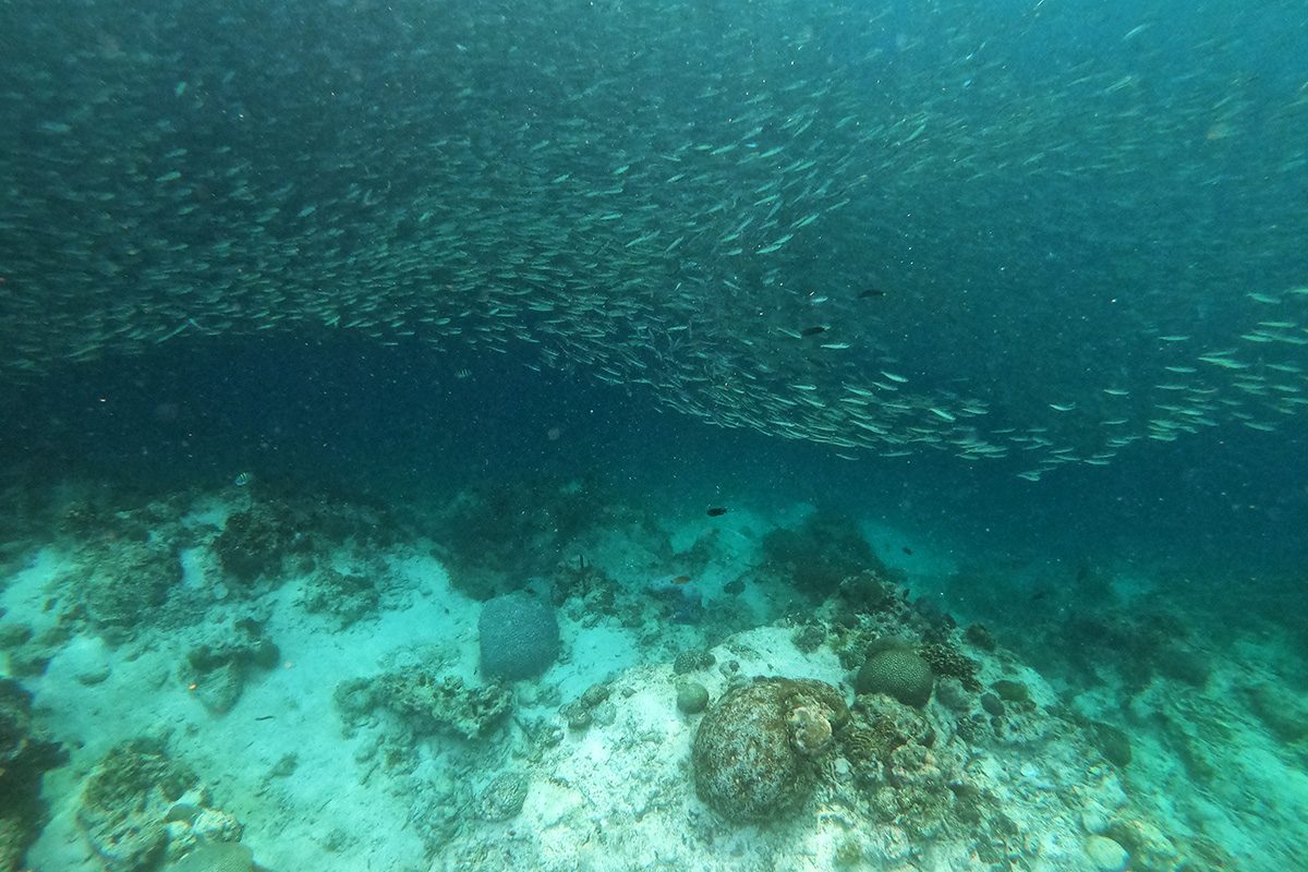 plávanie so sardinkami Moalboal, Cebu