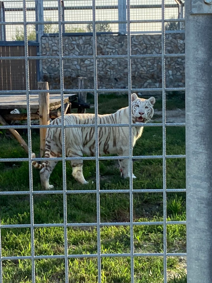 tiger malkia park